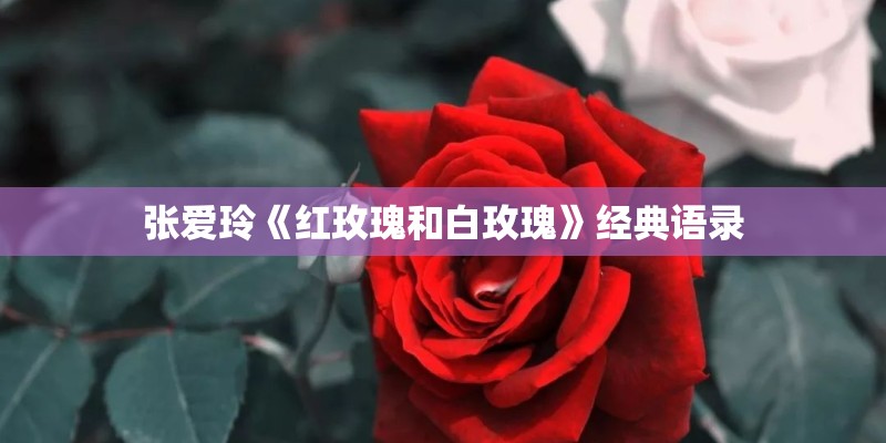 张爱玲《红玫瑰和白玫瑰》经典语录