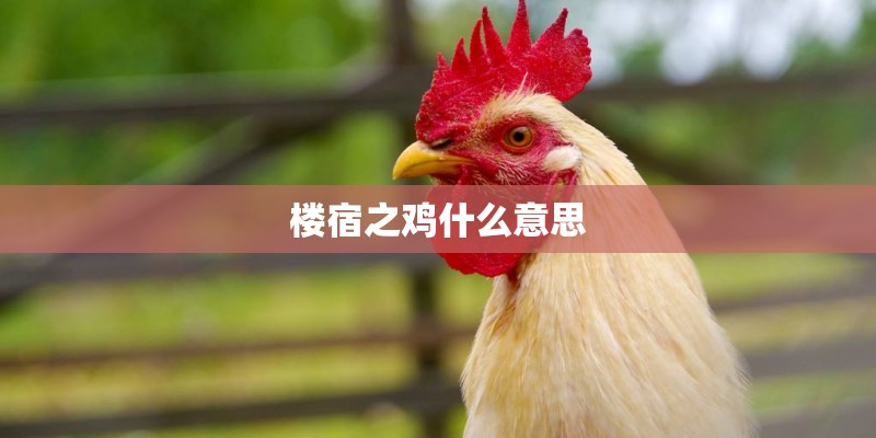 楼宿之鸡什么意思